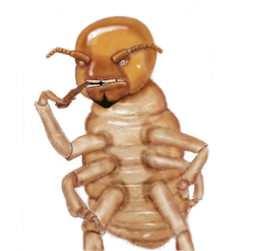 Termite_colour .jpg