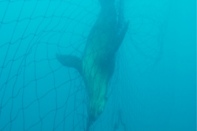 oceans drift net 257.jpg