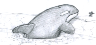 orcaSB93a.jpg
