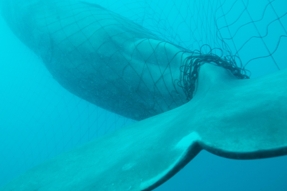 whale caught in net tail.jpg